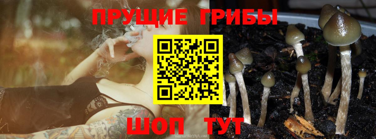 Псилоцибиновые грибы Psilocybine cubensis  Вход с VPN  Лобня 